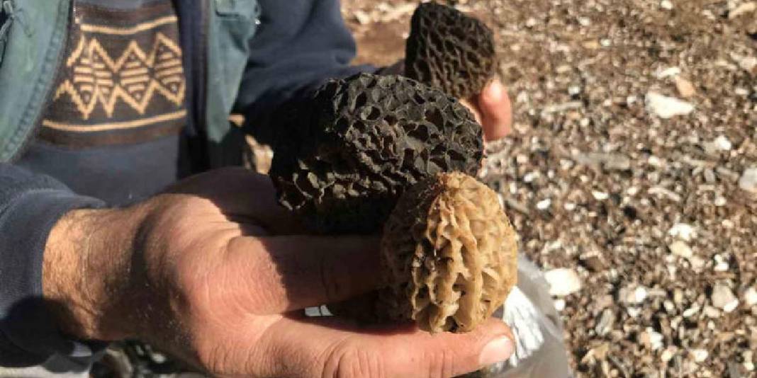 Halk arasında ‘göbek’ diye biliniyor, 1.800 rakımdan toplanıyor: Kilosu 1500 TL! 5